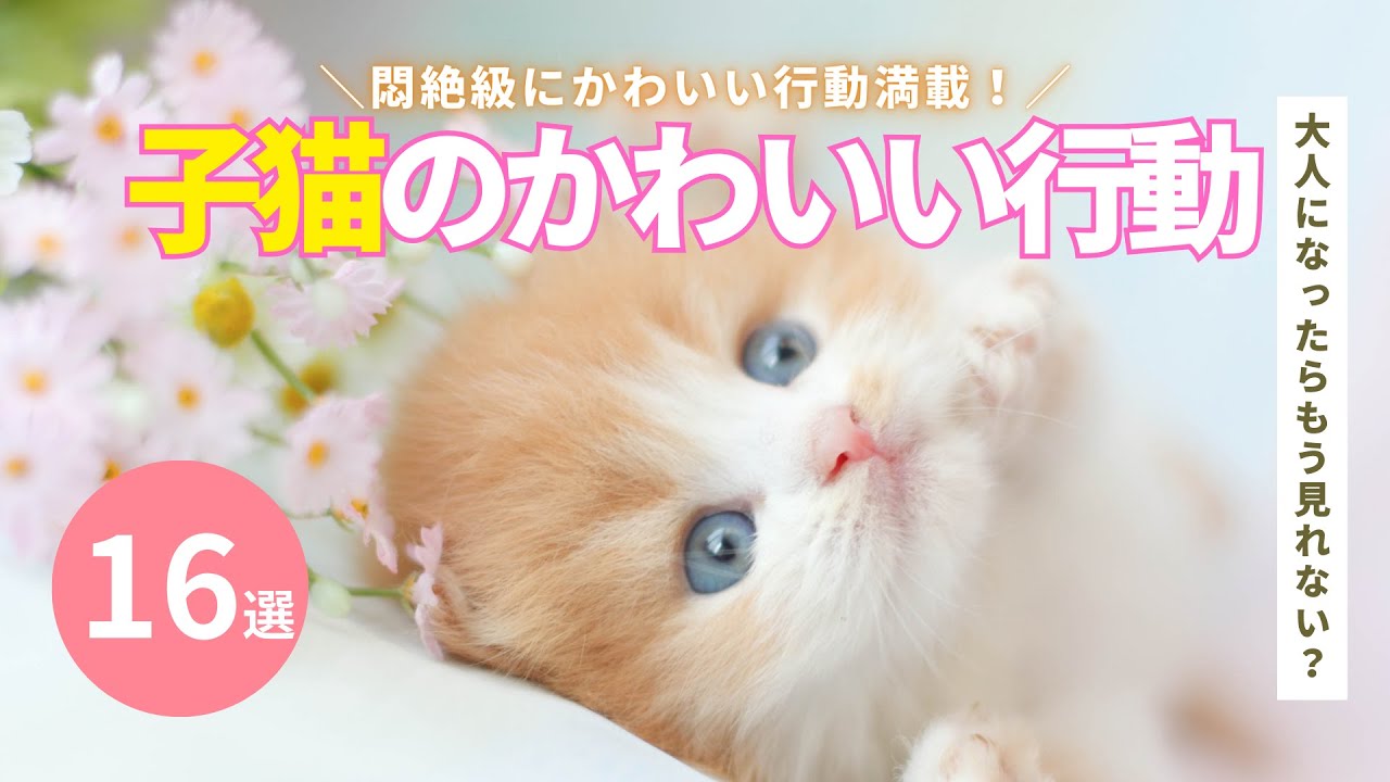 子猫のかわいい行動16選！