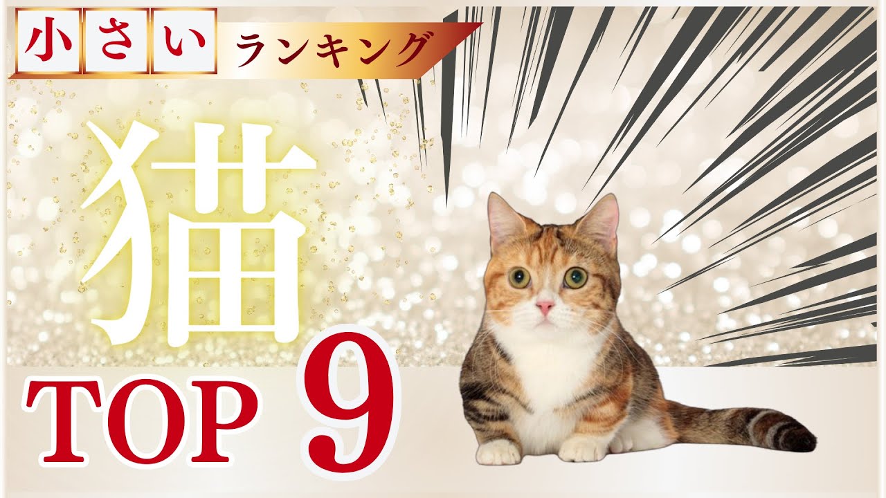 小型猫ランキング