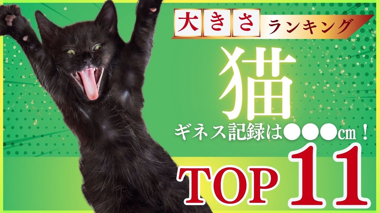 猫の大きさランキング！体重別で見る大型猫11選とギネス記録