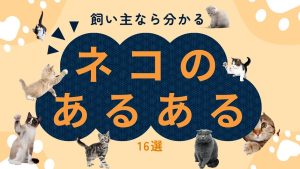 猫の面白いあるある