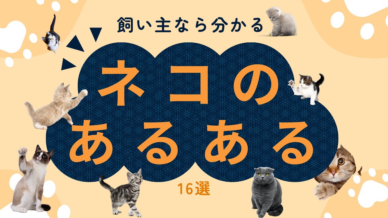 猫の面白いあるある