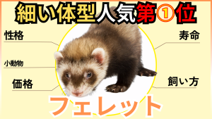 フェレット完全ガイド：性格、寿命、飼い方から価格まで、初めてでも安心！